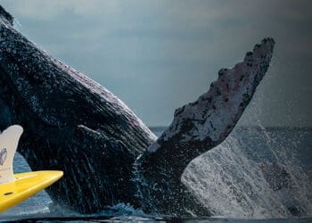 Biomimetyczne Wybrzuszenia Na Krawędzi Natarcia