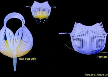 Precyzyjne chwytaki inspirowane Kirigami