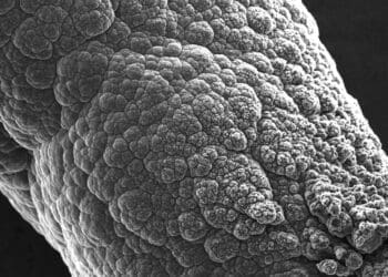 Polskie Przestrzenne Struktury Grafenowe